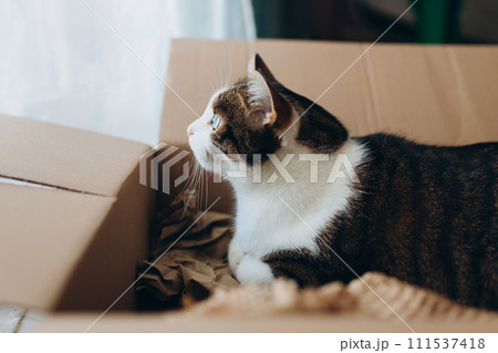 European cat in a delivery paper box. The concept of buying a new home or relocation. Pet sitting in a cardboard box. Looking cat in removal box European cat in a delivery paper box. The concept of buying a new home or relocation. Pet sitting in a cardboard box. Looking cat in removal box 111537418