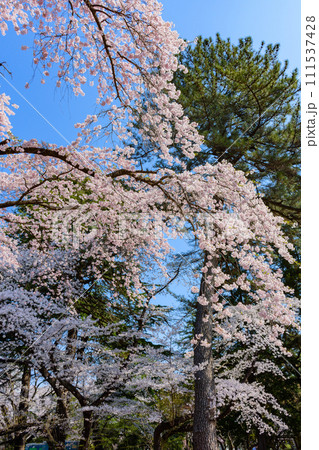 杜の都仙台 桜 榴ヶ岡公園 杜の都仙台 桜 榴ヶ岡公園 111537428