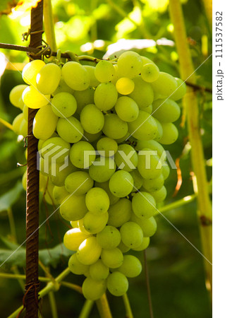 Bunch of green grapes in the garden. 111537582
