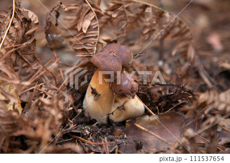 Close up view of several Imleria Badia or Boletus Badius commonly known as the Bay Bolete growing in pine tree forest.. Close up view of several Imleria Badia or Boletus Badius commonly known as the Bay Bolete growing in pine tree forest.. 111537654