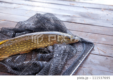 Freshwater pike and fishing equipment lies on vintage wooden background. Composition on wooden background with yellow leaves.. Freshwater pike and fishing equipment lies on vintage wooden background. Composition on wooden background with yellow leaves.. 111537695