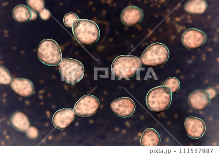 Histoplasma capsulatum yeasts, 3D illustration 111537987