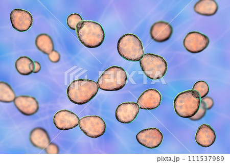Histoplasma capsulatum yeasts, 3D illustration 111537989