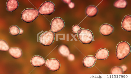 Histoplasma capsulatum yeasts, 3D illustration 111537990