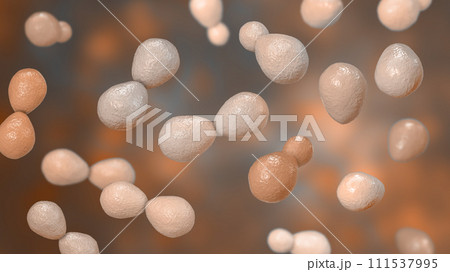 Histoplasma capsulatum yeasts, 3D illustration 111537995
