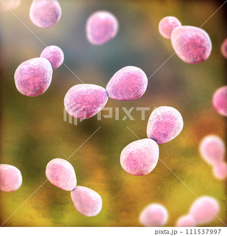 Histoplasma capsulatum yeasts, 3D illustration Histoplasma capsulatum yeasts, 3D illustration 111537997