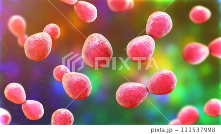 Histoplasma capsulatum yeasts, 3D illustration 111537998