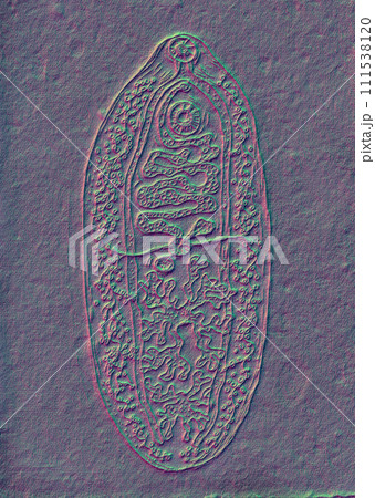 Hand-drawn pen ink illustration of Fasciolopsis buski on aged paper, reminiscent of medieval medical drawings, showcasing this parasitic flatworm. 111538120