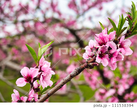 桃畑に咲く桃の花 111538394