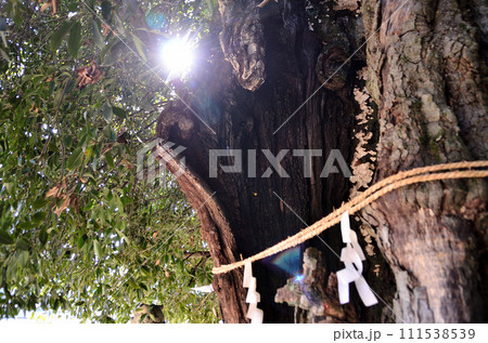 埼玉県小川町増尾のパワースポット　白山神社の御神木　大樫 111538539