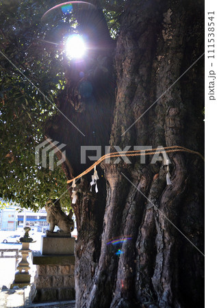 埼玉県小川町増尾のパワースポット　白山神社の御神木　大樫 111538541