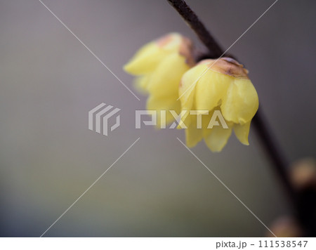 曇天の2月に咲いた黄色い蝋梅（ロウバイ）の花 111538547