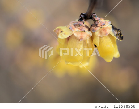 曇天の2月に咲いた黄色い蝋梅(ロウバイ)の花 曇天の2月に咲いた黄色い蝋梅(ロウバイ)の花 111538559