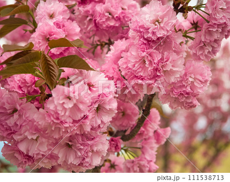 満開の姥桜 111538713