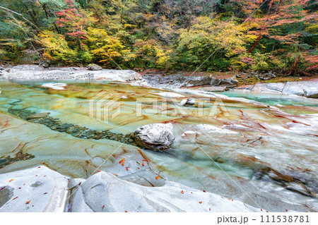 面河渓の紅葉 111538781