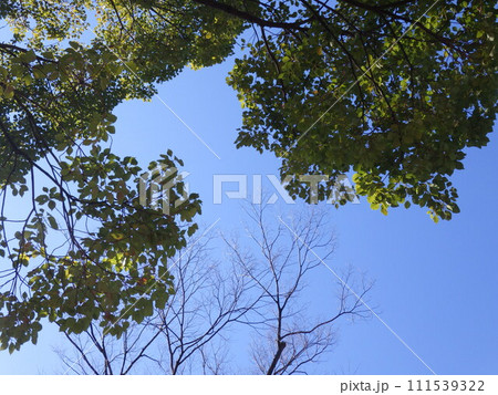 樹木と青空 自然の風景 ナチュラル 樹木と青空 自然の風景 ナチュラル 111539322