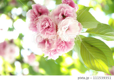 春の六孫王神社を訪れる 春の六孫王神社を訪れる 111539351