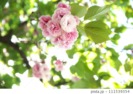 春の六孫王神社を訪れる 春の六孫王神社を訪れる 111539354