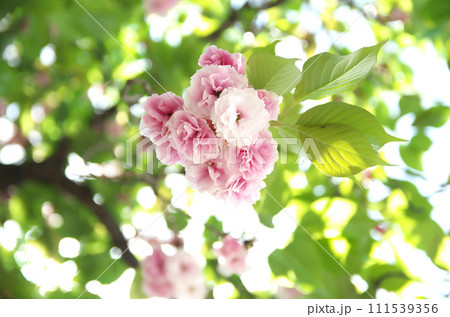 春の六孫王神社を訪れる 春の六孫王神社を訪れる 111539356