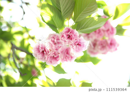 春の六孫王神社を訪れる 春の六孫王神社を訪れる 111539364