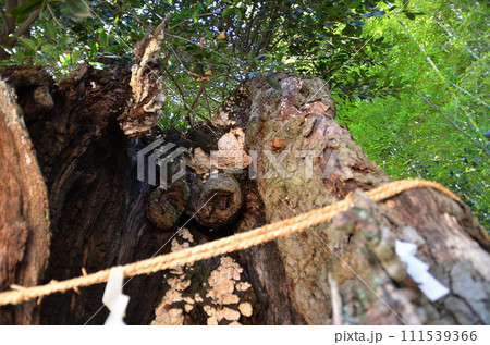 埼玉県小川町増尾のパワースポット 白山神社の御神木 大樫 埼玉県小川町増尾のパワースポット 白山神社の御神木 大樫 111539366