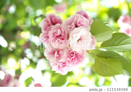春の六孫王神社を訪れる 春の六孫王神社を訪れる 111539399