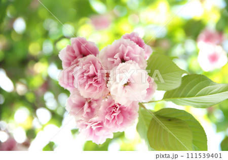 春の六孫王神社を訪れる 春の六孫王神社を訪れる 111539401