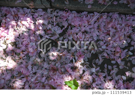 春の六孫王神社を訪れる 春の六孫王神社を訪れる 111539413