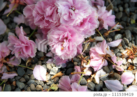 春の六孫王神社を訪れる 春の六孫王神社を訪れる 111539419