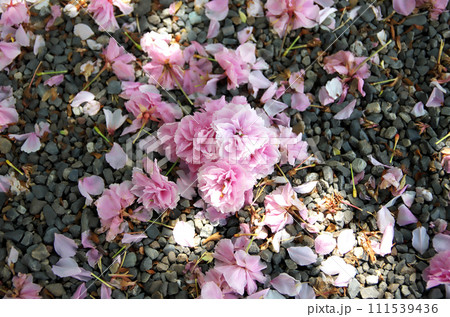 春の六孫王神社を訪れる 111539436