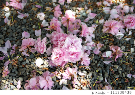 春の六孫王神社を訪れる 春の六孫王神社を訪れる 111539439