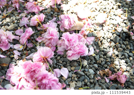 春の六孫王神社を訪れる 春の六孫王神社を訪れる 111539443