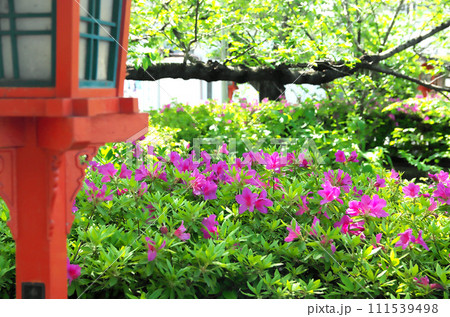 春の六孫王神社を訪れる 111539498