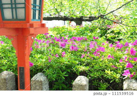春の六孫王神社を訪れる 111539516
