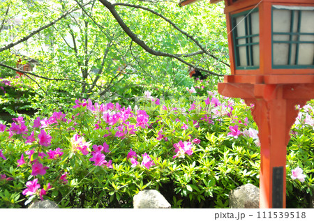 春の六孫王神社を訪れる 111539518