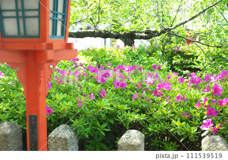 春の六孫王神社を訪れる 春の六孫王神社を訪れる 111539519