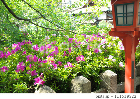 春の六孫王神社を訪れる 春の六孫王神社を訪れる 111539522