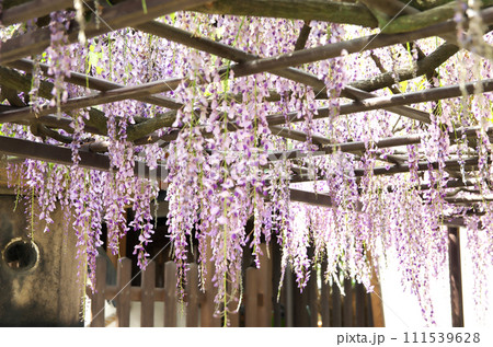 春の六孫王神社を訪れる 111539628