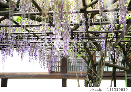 春の六孫王神社を訪れる 春の六孫王神社を訪れる 111539630