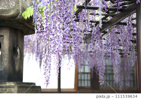 春の六孫王神社を訪れる 111539634