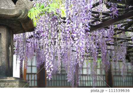 春の六孫王神社を訪れる 春の六孫王神社を訪れる 111539636