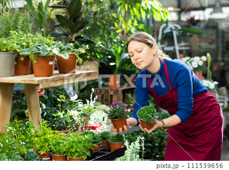 Gardener woman holding potted thyme and melissa in container garden Gardener woman holding potted thyme and melissa in container garden 111539656