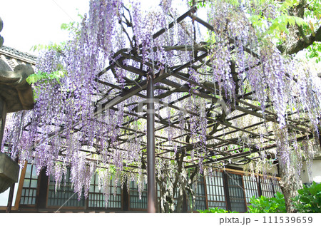 春の六孫王神社を訪れる 111539659