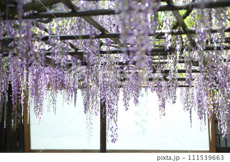 春の六孫王神社を訪れる 春の六孫王神社を訪れる 111539663