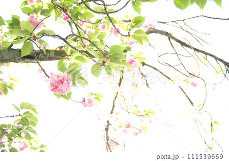 春の六孫王神社を訪れる 春の六孫王神社を訪れる 111539669