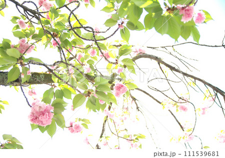 春の六孫王神社を訪れる 春の六孫王神社を訪れる 111539681