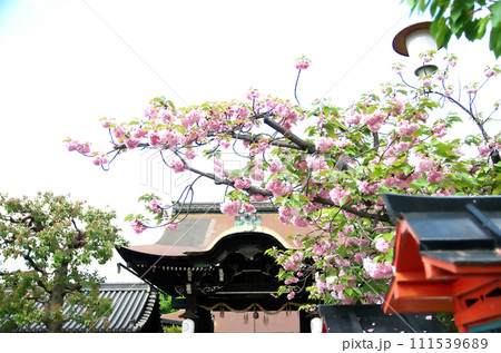 春の六孫王神社を訪れる 春の六孫王神社を訪れる 111539689