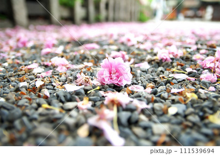 春の六孫王神社を訪れる 春の六孫王神社を訪れる 111539694