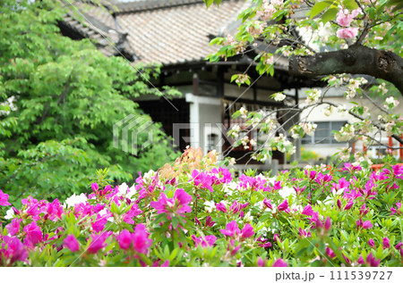 春の六孫王神社を訪れる 春の六孫王神社を訪れる 111539727