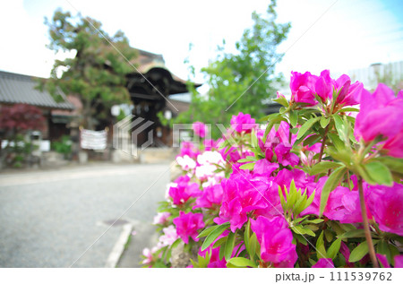 春の六孫王神社を訪れる 春の六孫王神社を訪れる 111539762